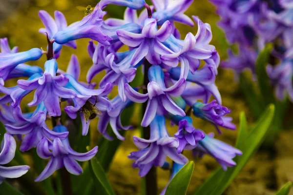 Fotka purpurové květinové květiny. Pozadí kvetoucích Hyacinth s růžovými poupata a zelenými listy. — Stock fotografie