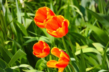 Kartpostal güzellik dekorasyon ve tarım konsept tasarımı için lale alanında yeşil yaprak arka plan ile lale çiçek.