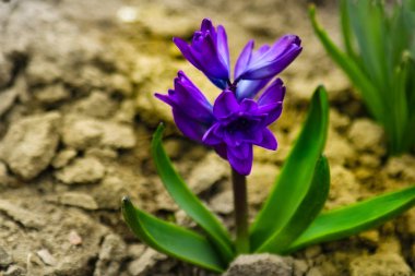 Genç sümbül çiçeği, yaklaş, arka plan ışığı, yumuşak odak.