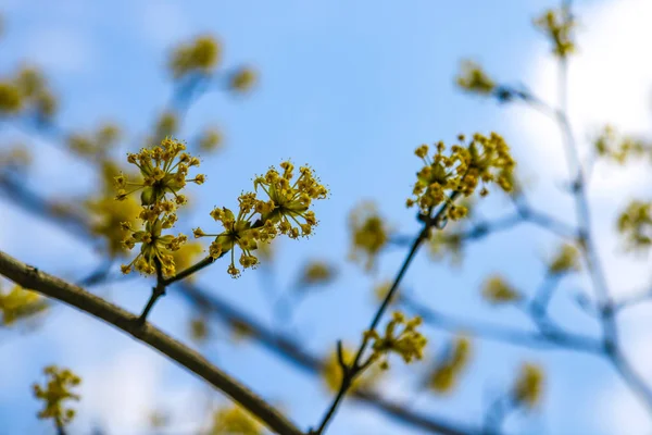 Rama con pequeñas flores ramita arbusto en el jardín en primavera. Fondo natural abstracto . — Foto de Stock
