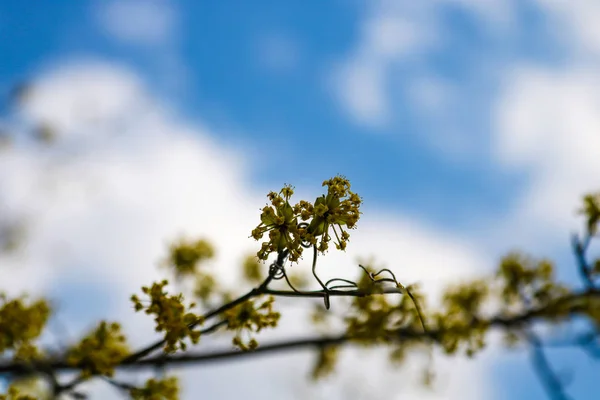 Rama con pequeñas flores ramita arbusto en el jardín en primavera. Fondo natural abstracto . — Foto de Stock