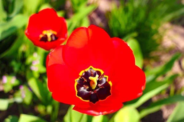 Fond de tulipes de fleurs. Belle vue sur les tulipes rouges sous le soleil paysage au milieu du printemps ou de l'été . — Photo