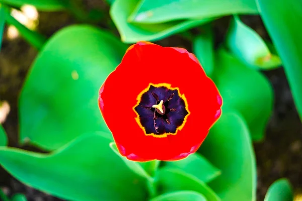 Fond de tulipes de fleurs. Belle vue sur les tulipes rouges sous le soleil paysage au milieu du printemps ou de l'été . — Photo
