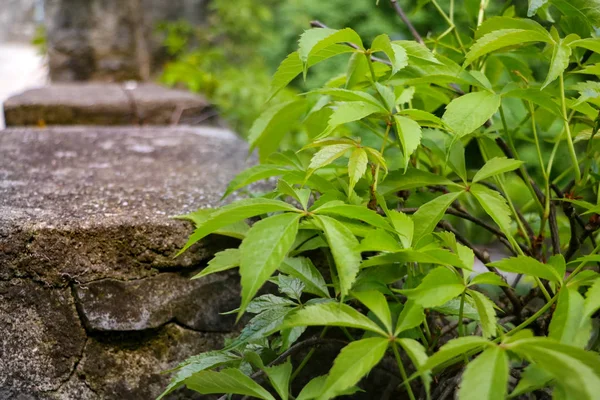 Grama jovem e planta crescem perto do caminho de concreto no verão ou na primavera . — Fotografia de Stock