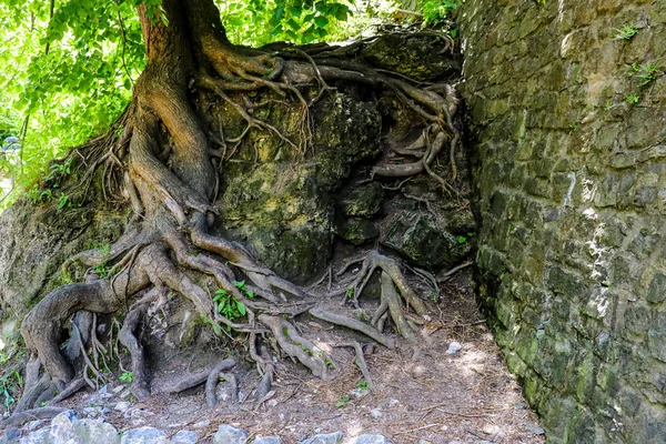 Vista das raízes grandes de uma árvore velha que protruding do solo que cresce ao lado de uma parede de pedra . — Fotografia de Stock