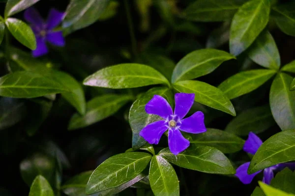 緑の草に隠された小さな紫色の野生のゼラニウムの花の眺め. — ストック写真