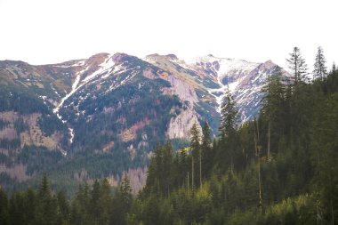 Polonya sınırında Slovakya dağların yeşil tepeler görünümü.