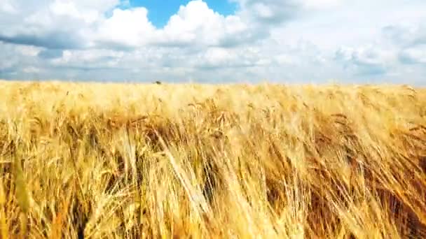 Spikelets Żółtej Dojrzałej Pszenicy Złotym Polu Ciągu Dnia Skoki Organiczne — Wideo stockowe