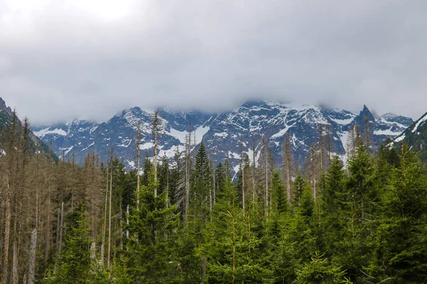 Vue sur les montagnes Tatra. Les montagnes Tatra le matin . — Photo