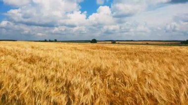 Ekmek ve tarım konsepti. Mavi gökyüzüne karşı alan üzerinde buğday mahsul sways. Buğday kehribar dalgaları.