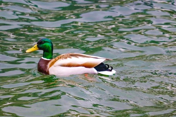 Wild Drake nada na lagoa da cidade em um dia ensolarado . — Fotografia de Stock