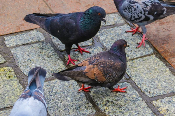 Palomas caminando por la calle. Palomas callejeras. encontrar comida . —  Fotos de Stock