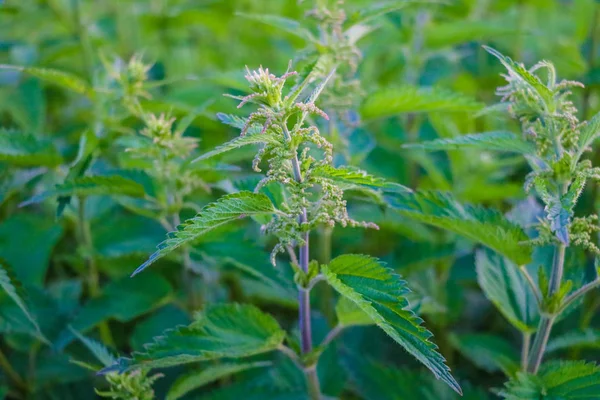 Dioika urtica, latar belakang jelatang umum atau menyengat. Jelatang hijau segar pada musim semi, pengobatan alternatif, herbal sehat . — Stok Foto