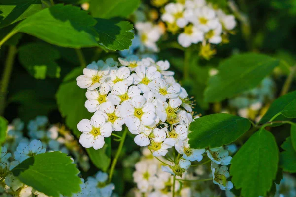 Tissu d'or Nom scientifique : Lantana camara L. fleur jaune et blanche. Fleurs de Lantana jaunes et blanches dans le jardin. photo de la fleur pour le fond et la conception . — Photo