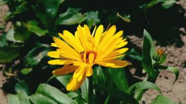 Rüzgar açık güneşli bir günde bahçede veya parkta çiçek sallar