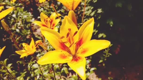 Wind Zwaaiende Lelie Bloemen Tuin Het Park — Stockvideo