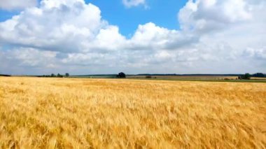 Gün boyunca altın alanda sarı olgun buğday spikelets. Rüzgarda sallanan organik çavdar sivri.