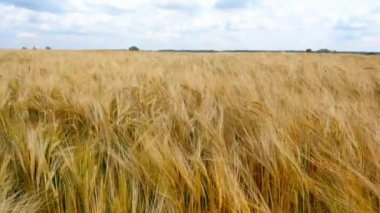 Ekmek ve tarım konsepti. Mavi gökyüzüne karşı alan üzerinde buğday mahsul sways. Buğday kehribar dalgaları.