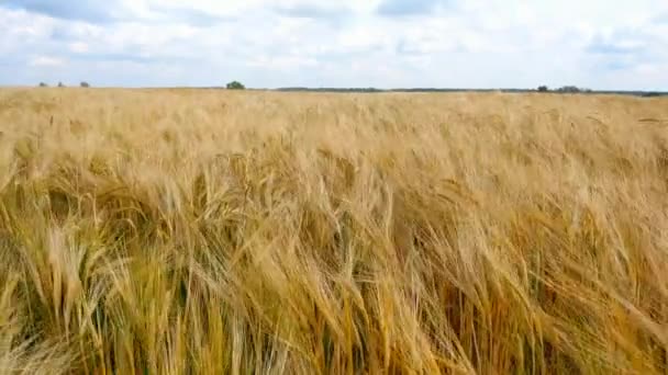 Concept Bread Agriculture Wheat Crop Sways Field Blue Sky Amber — Stock Video