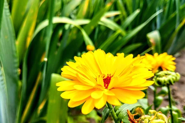 庭の黄色いヒナギクの花のクローズアップ、自然の背景. — ストック写真