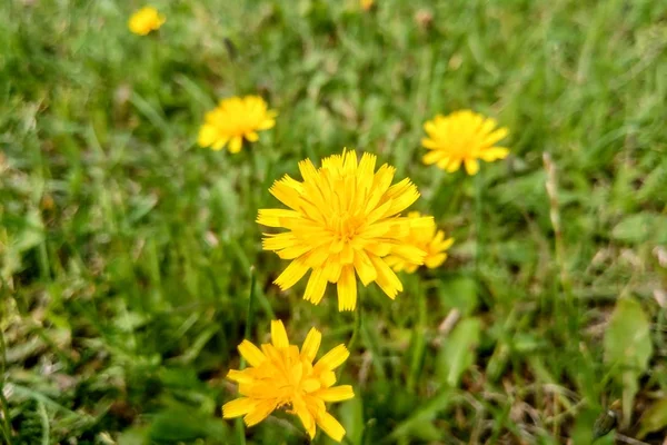 Flor de diente de león en el prado en un día soleado . — Foto de Stock