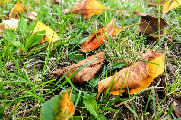 Żółte liście na trawie, czas jesieni, tło przyrodnicze, sezonowość. — Zdjęcie stockowe