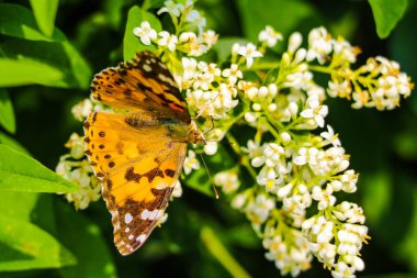 Bir çiçeğin üzerindeki kelebek. Bulanık yeşil arka plan.