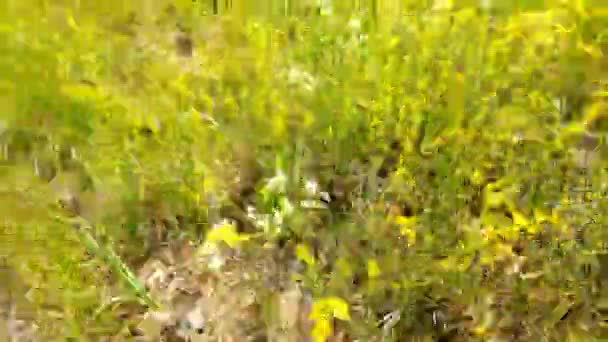 Tir aérien à partir d'un point bas. caméra vole dans l'herbe verte épaisse par une journée d'été ensoleillée claire .