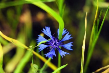 Cornflower, knapweed Centaurea scabiosa veya daha büyük knapweed mavi çiçek alanında büyüyen. Yakın çekim, seçici odak.