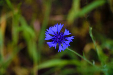 Knapweed mavi çiçek bahçede yeşil, yakın yakın.