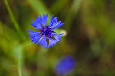 Yumuşak odak, sığ derinlikte mor çayır kır çiçeği, cornflower.