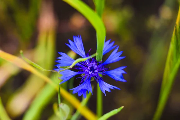 Väddklint blå blomma i trädgården grön. — Stockfoto