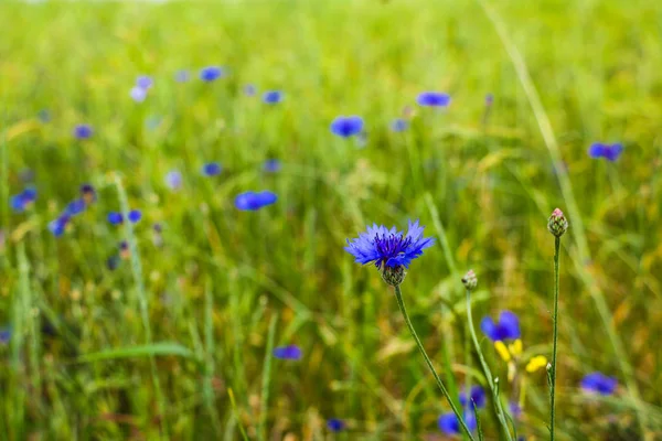 Chaber, knapweed Centaurea Driakiew lub większy knapweed niebieski kwiat rośnie w polu. Zbliżenie, selektywne skupienie. — Zdjęcie stockowe