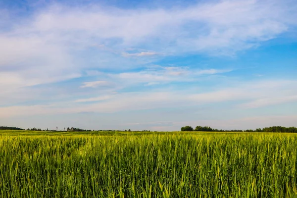 Campo verde e céu azul com nuvens claras. — Fotografia de Stock