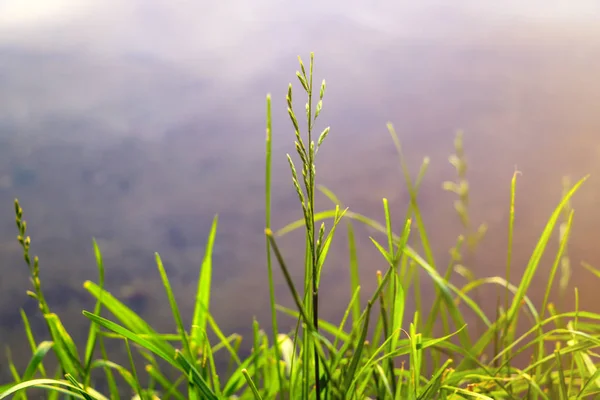 Beautiful nature background, sunset. Summer grass. Wild nature. God. Sun rays. Magical background.