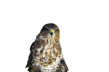 Yırtıcı kuşlar - Ortak Şahin beyaz arka plan üzerinde izole.