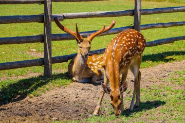 Yazın açık çayırda iki beyaz kuyruklu geyik.