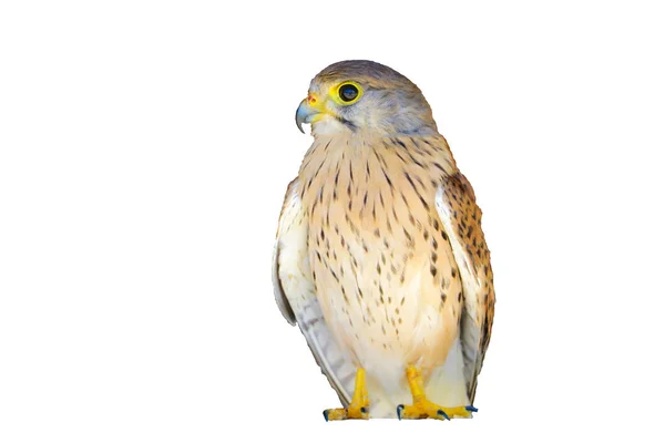 Portrét mladého Kestrel Falcon Falco tinnunculus zaostřená. — Stock fotografie