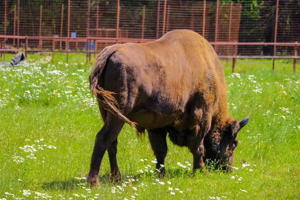 European bison, European bison, summer herbivore, animals.