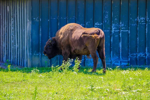 European bison Bison bonasus , also known as European bison or European forest bison.