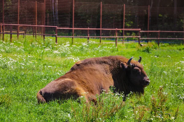 European bison Bison bonasus , also known as European bison or European forest bison.