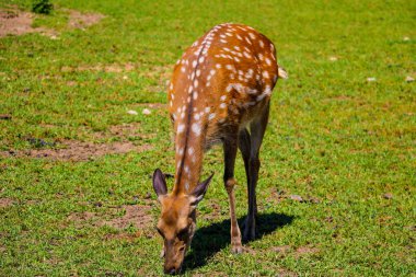 Benekli genç geyik çayırda yürür.