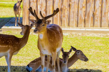 Doğada güneşli bir günde sika genç geyik büyük sürüsü.