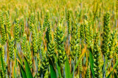 Buğday veya arpa kulakları, yeşil alan, doğa arka plan.