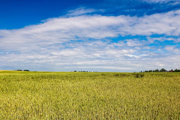 Orelhas de trigo ou cevada, campo verde, fundo da natureza . — Fotografia de Stock