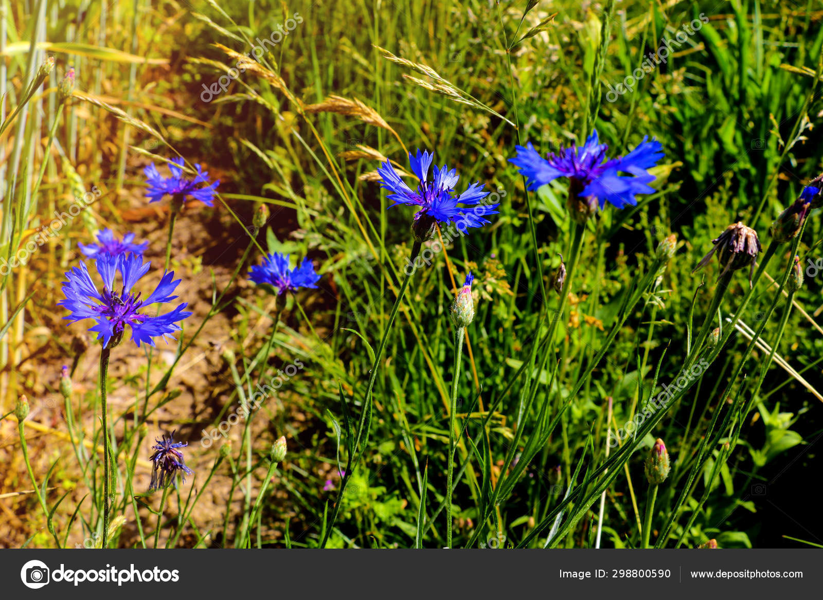 Knapweed, Centaurea montana, mountain cornflower, bachelor's button