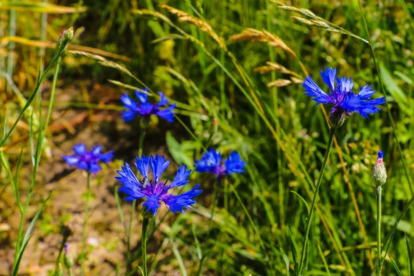 コーンフラワー、ナップウィードケンタウレアスカビオサまたはより大きなナップウィード青い花が畑で育つ。クローズアップ、選択的フォーカス. — ストック写真