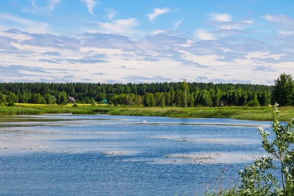 Arka plan ormanında küçük bir gölün görünümü, mavi gökyüzü, seçici odak.