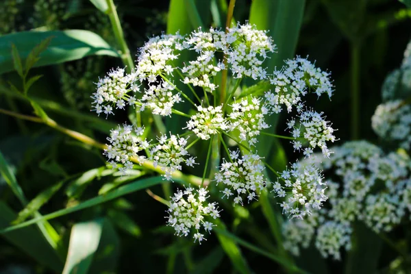 Aegopodium. The most well-known member is the Aegopodium podagraria, the ground elder also known as snow-on-the-mountain, Bishop\'s weed, goutweed, native to Europe and Asia.