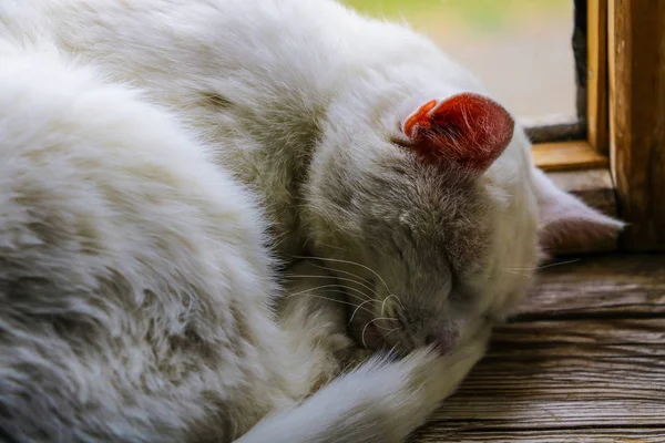 Gatto bianco dorme dolcemente sul davanzale della finestra, animali domestici . — Foto Stock